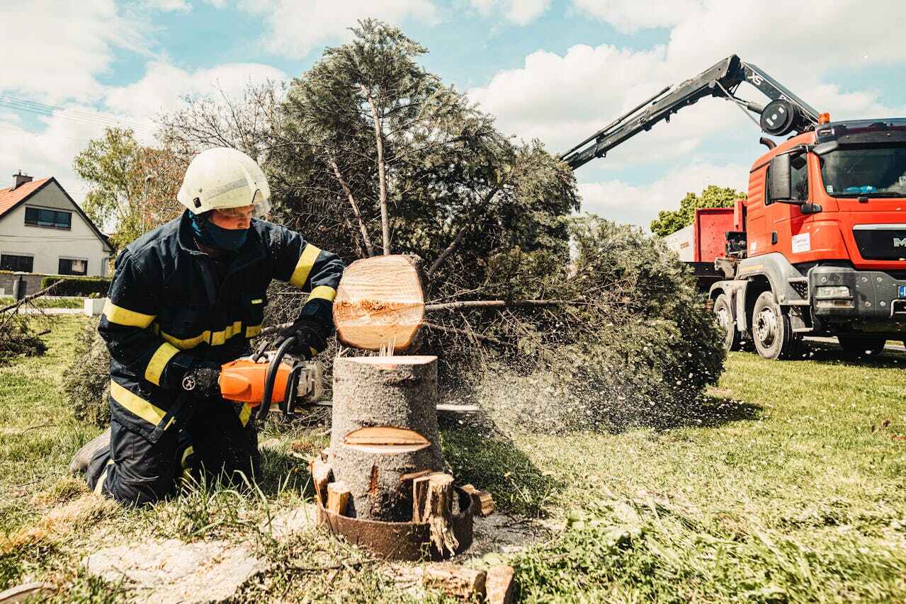 Best Tree Pruning Services  in Cedar Hill, TX